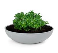 matches21 HOME & HOBBY Vaso per piante per esterni in marmorizzato grigio chiaro 30 x 9 cm come vaso per fiori resistente alle intemperie