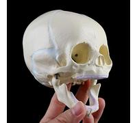 Materiale Didattico sullo Scheletro Anatomico del Modello di Teschio del Bambino per La Ricerca Medica