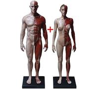 Materiali didattici, modello anatomico, figura anatomica maschile/femminile - corpo umano, muscoloscheletrico, scheletro muscolare umano, figura anatomica del corpo umano per studio di disegno artisti