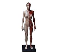 Materiali didattici, modello anatomico, figura anatomica maschile/femminile - corpo umano, muscoloscheletrico, scheletro muscolare umano, figura anatomica del corpo umano per studio di disegno artisti