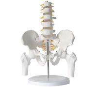 Materiali didattici, modello didattico a 5 sezioni della colonna lombare umana con modello di osso della gamba pelvica rimovibile compatibile con lo scheletro, sussidi didattici per l'anatomia della s