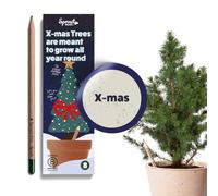 Matite Piantabili SproutWorld Set di 8 | Edizione Natale | Con Fusto in Legno | Pre-temperate | Matite in Legno HB con Varietà di Semi a Tema Invernale | Regalo di Natale