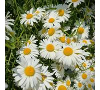 Matricaria balcone resistenti giardino in vaso 1500semi