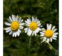 Matricaria giardino balcone resistente 1000semi