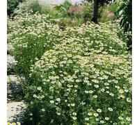 Matricaria in vaso giardino balcone decorazioni esterni esotiche 500semi