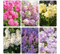 Matthiola incana - giardino ombra, semi resistenti tagliati interni esotici primavera decorazione 550pcs
