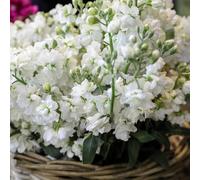 Matthiola incana - semi di giardino selvatico balcone interno esotico giardino ombra, resistente 300pcs