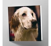 Maturi Biglietto d'auguri vuoto con immagine di cane Springer Spaniel