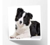 Maturi Biglietto di auguri di compleanno con foto di Border Collie, 15,5 x 15,5 cm