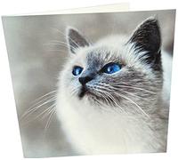 Maturi Biglietto di auguri fotografico con gatto felice, 15,5 x 15,5 cm