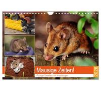 Mausige Zeiten! Putzige Gesellen mit Knopfaugen (Wandkalender 2026 DIN A4 quer), CALVENDO Monatskalender: Niedliche Farbmäuse und wilde Artgenossen