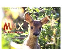 Max, der kleine Rehbock (Wandkalender 2027 DIN A4 quer), CALVENDO Monatskalender