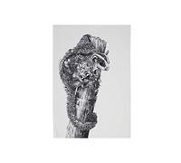 Maxwell & Williams Marini Ferlazzo Strofinaccio da Cucina 100% Cotone Indiano, Motivo Petauro dello Zucchero, Colore Bianco, 50 x 70 cm