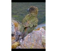 May, June, July 2025: Don Eddie´s Mexican Diary and Facebook Pensamientos