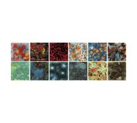 Mayco Jungle Gems Glaze 1 Pint Assorted Colors Set of 12