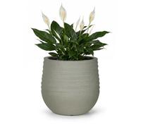 Mazovia Interno Ed Esterno Vaso da Fiori Terrazza Ø31cm Rotondo Grigio Eco
