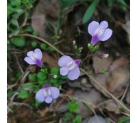 Mazus Reptans - primaverili estivi resistente semi di decorazione ornamentale tetti verdi d'appartamento esotiche 350pcs