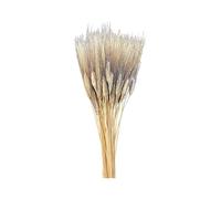 Mazzo x 100 spighe grano naturali essiccate e stabilizzate baffo nero
