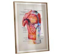 MDBJTCYZN Artistic Anatomy Poster: Watercolor Illustration of Human Muscles with Complete Labels, Educational Wall Art for Study Room or Medical Office(Unframed,08x12inch(20x30cm))