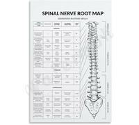 MDBJTCYZN Spinal Nerve Root Poster Dermatome Myotome Chart Anatomy | Maps cervical thoracic lumbar sacral nerve root distributions across body regions(Framed,08x12inch(20x30cm))