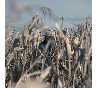 Mead, Chuck - Free State Serenade (2 LP)