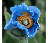 Meconopsis Grandis - Himalayan Poppy - Blue 100 Perennial Seeds.