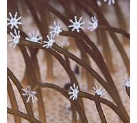 Medeski/martin/wood - Farmer's Reserve