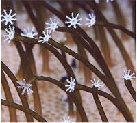 Medeski, Martin & Wood - Farmer's Reserve