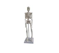 Medical Anatomical Skeleton Human Skeleton Model Scientific Model for Anatomy