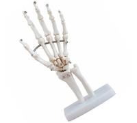 Medical Training Tool for Anatomy Education Articolazione Della Mano