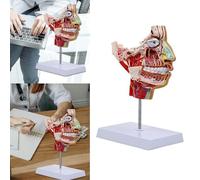 Medicals Teaching Model Human Chops-Trattamenti per il viso Vasi sanguigni del nervo vascolare Mezza testa per anatomia Mezza testa PVC Vasi sanguigni vascolare del nervo per laboratorio