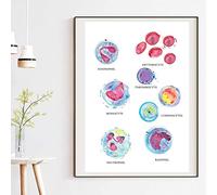 Medico Delle Cellule Del Sangue Anatomia Wall Art Medico Tela Stampa Acquerello Ematologia Pittura Poster Biologia Decorazione Medica 30X40Cm Senza Telaio