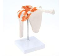 Medico Spalla Anatomia Modello Con Funzionale Legamenti Spalla Giunto