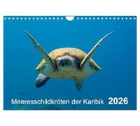 Meeresschildkröten der Karibik (Wandkalender 2026 DIN A4 quer), CALVENDO Monatskalender: Meeresschildkröten der Karibik - eine großartige Begegnung mit faszinierenden Lebewesen!