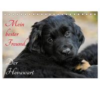 Mein bester Freund - Der Hovawart (Tischkalender 2026 DIN A5 quer), CALVENDO Monatskalender: Hovawarte von klein bis groß auf 13 bezaubernden Fotos