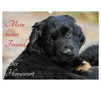 Mein bester Freund - Der Hovawart (Wandkalender 2026 DIN A3 quer), CALVENDO Monatskalender: Hovawarte von klein bis groß auf 13 bezaubernden Fotos