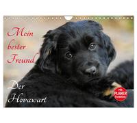 Mein bester Freund - Der Hovawart (Wandkalender 2027 DIN A4 quer), CALVENDO Mona