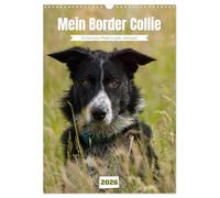 Mein Border Collie (Wandkalender 2026 DIN A3 hoch), CALVENDO Monatskalender: Ein tierisches Model zu jeder Jahreszeit