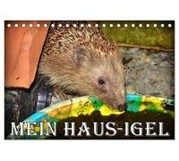 Mein Haus-Igel (Tischkalender 2026 DIN A5 quer), CALVENDO Monatskalender: Das Leben eines Igels in seinem Kölner Igel-Haus