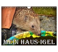 Mein Haus-Igel (Wandkalender 2026 DIN A4 quer), CALVENDO Monatskalender: Das Leben eines Igels in seinem Kölner Igel-Haus