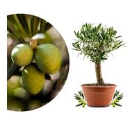 Meine Orangerie Olea Europaea - Albero d'ulivo - Albero d'oliva - vecchio tronco d'olivo nella ciotola - Bonsai Olive con tronco corto (ciotola Ø 20 cm)