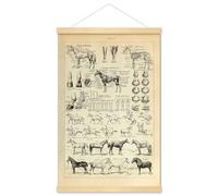 Meishe Art Poster Stampa Cavallo Prad Razze Anatomia Scienza Educativa Identificazione Riferimento Illustrazione Grafico Vintage Diagramma Incorniciato Decorazione Della Parete Casa