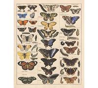 Meishe Art Poster Stampa Vintage Farfalle Insetti Collezione Razze Farfalle Specie Identificazione Carta di Riferimento Pop Classroom Club Home Wall Decor