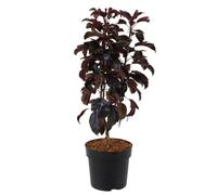 Mela ornamentale 'Aros'®, albero da frutto, pianta da giardino, albero da fiore, albero ornamentale, albero compatto, frutta autunnale, pianta decorativa, legno da frutto robusto