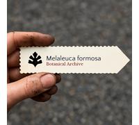 Melaleuca formosa SEEDS - - SEMI Mirto di miele vistoso | Spazzola cremisi