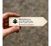 Melaleuca pachyphylla SEEDS - - SEMI Spazzola rossa | Callistemon rosso