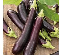 MELANZANA CIMA DI VIOLA NR.300 SEMI