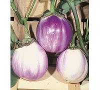 MELANZANA TONDA BIANCA SFUMATA DI ROSA NR.50 SEMI