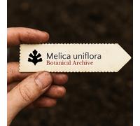 Melica uniflora SEEDS - - SEMI Melica dei boschi | Melica a un fiore