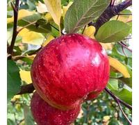 MELO TOPAZ PIANTA 2 ANNI FITOCELLA BALLOT 140-150 CM RESISTENTE TICCHIOLATURA 0 TRATTAMENTI